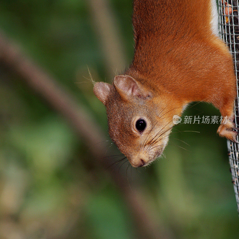 红松鼠(Sciurus vulgaris)